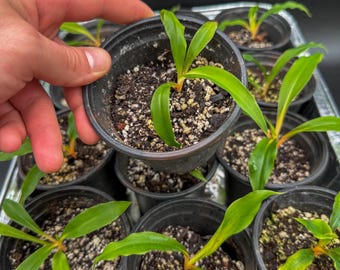 Chlorophytum Orchidastrum Fire Flash - Similar Plant - Plastic Pot Included