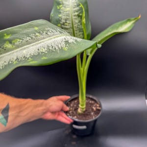 Dieffenbachia Seguine &quot;Dumb Cane&quot; - Exact Plant - Plastic Pot Included
