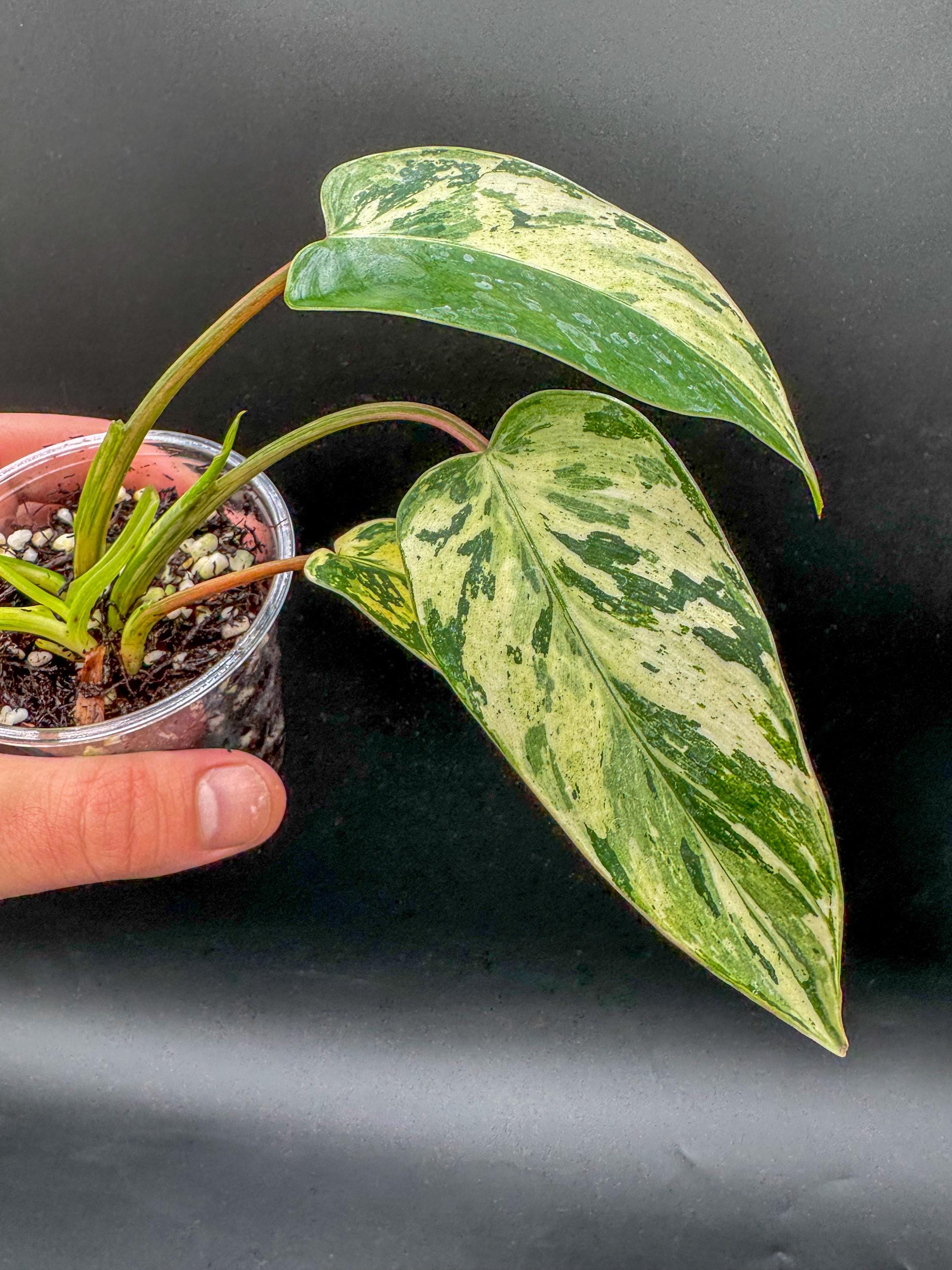 Philodendron Emerald King - Etsy