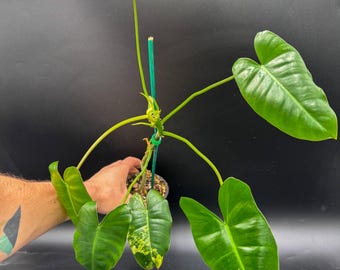 Philodendron Burle Marxii Albo Variegated - Exact Plant - Plastic Pot Included