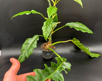 Philodendron "narrow, 4" Container, "tiger Tooth, Live House Plant, Dcor,  Centerpiece, House Warming Gift, Easy to Grow - Etsy