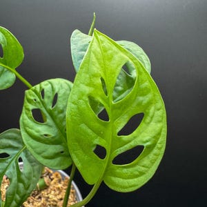 Monstera Adansonii - Exact Plant - Plastic Pot Included