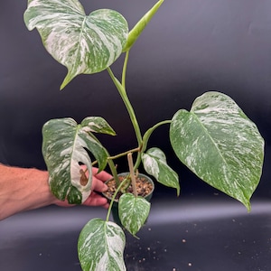 May include: A variegated Monstera plant in a small green plastic pot. The plant features several heart-shaped leaves with distinct white and green marbled patterns. A single light green unfurled leaf spike extends upward from the center stem.