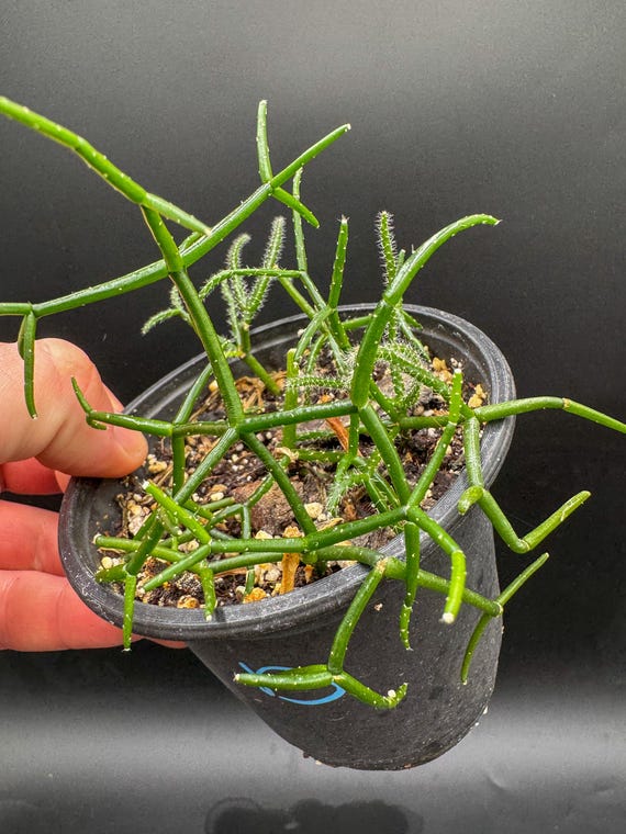 Rhipsalis Baccifera (mistletoe Cactus) - Exact Plant - Plastic Pot Included  - Etsy