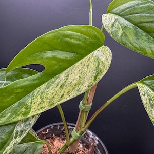 Epipremnum Pinnatum Marble Queen - Exact Plant - Plastic Pot Included