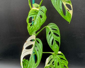 Monstera Adansonii Albo Variegated  - Exact Plant - Plastic Pot Included