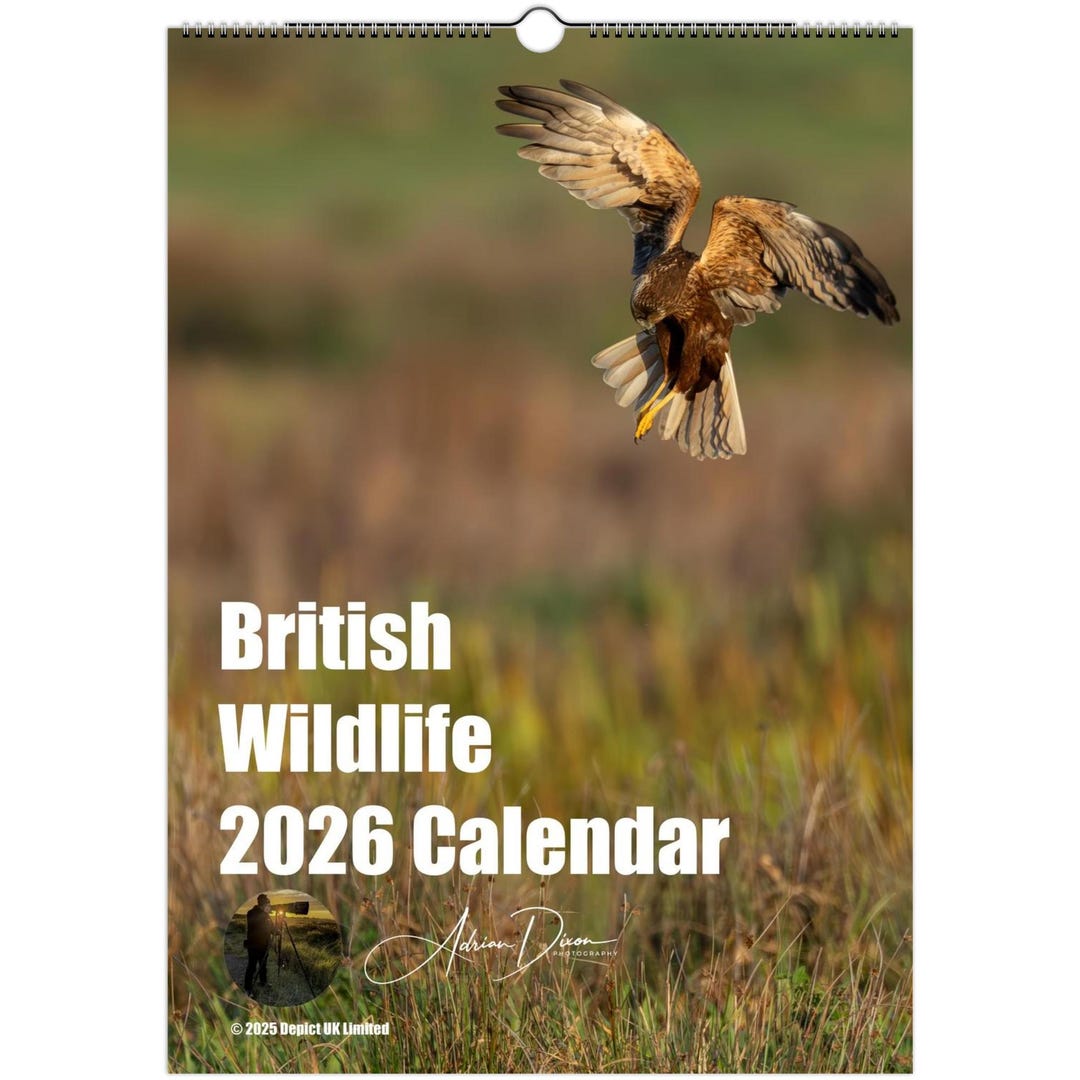 Wall Calendar 2026 (british Wildlife Calendar for 2026) - Etsy