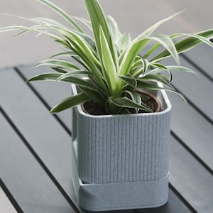 May include: A spider plant with long, pointed green leaves featuring white margins, potted in a square, light grey planter. The planter has a vertically ribbed texture on the upper section and a smooth, solid base with a visible drainage tray.