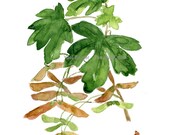 Ahornbaum Blätter drucken, Aquarell Druck Ahornblätter, botanische Malerei, Wald, Herbst, grün, braun, Ahorn-Blätter Kunstdruck, Heimdeko