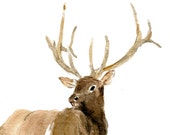 Elk 2 art print of  watercolor painting, Woodland art, wild life art, nursery decor. Christmas wall art, deer art, Elk print