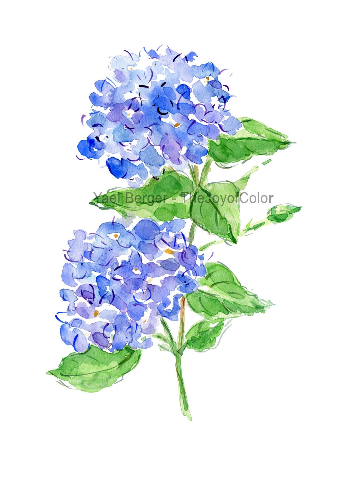 Hydrangea watercolor Hydrangea painting Blue Hydrangea Etsy