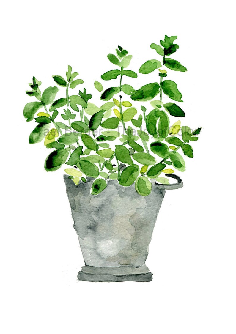 Mint plant art print mint in planter print kitchen art