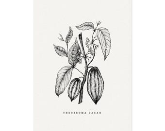 Póster botánico de planta de chocolate, acuarela texturizada mate.
