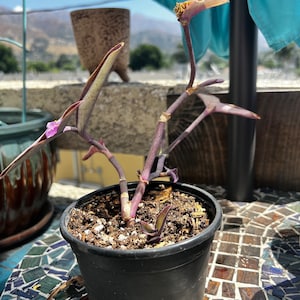 RARE Purple Heart Tradescantia