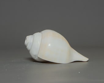 Shankha de caracol budista cuidadosamente seleccionada: instrumento ritual sagrado para meditación, ofrendas en altares y templos.