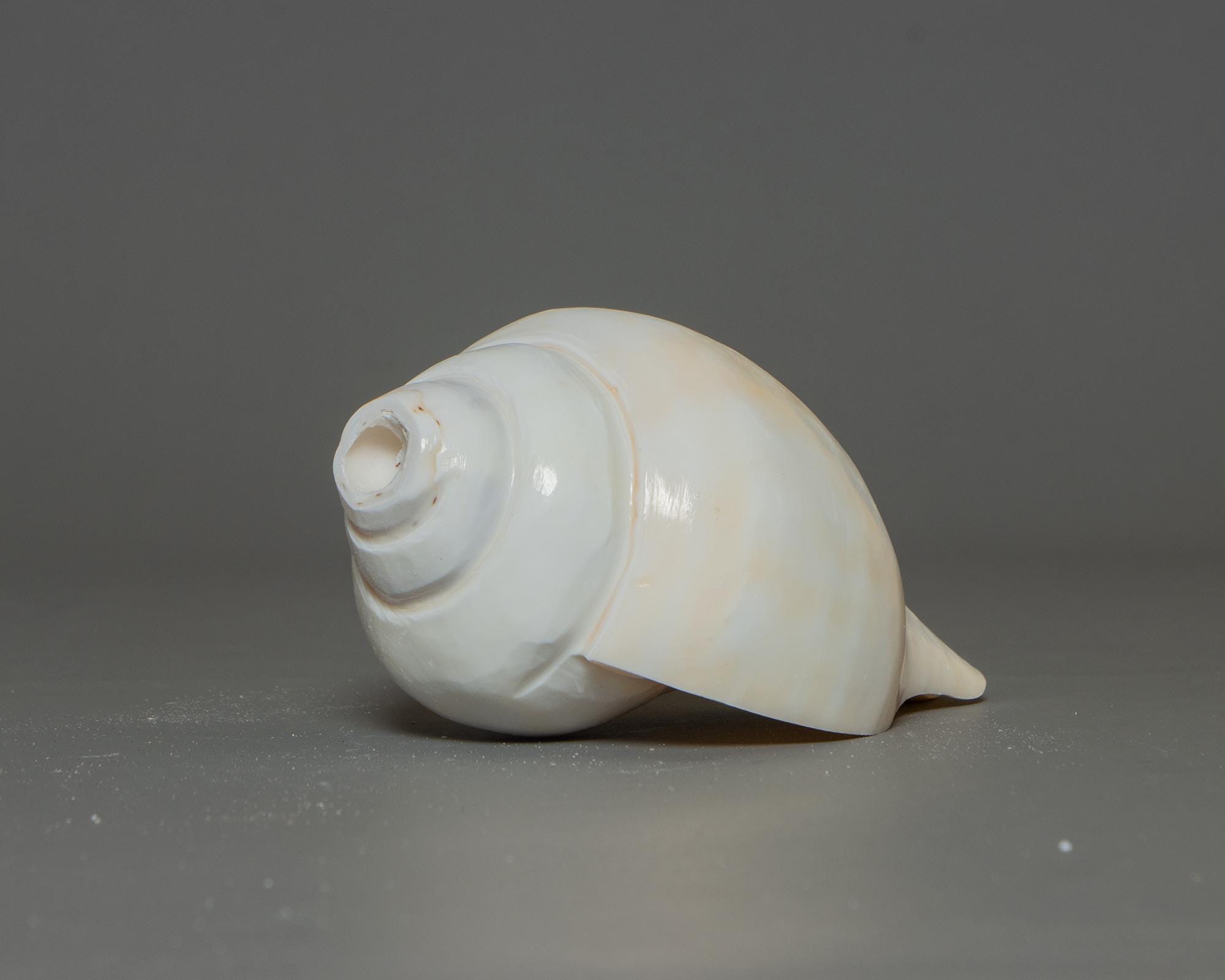 P.Shankha (白法螺) pup il_fullxfull.6925617810_b0e8.jpg