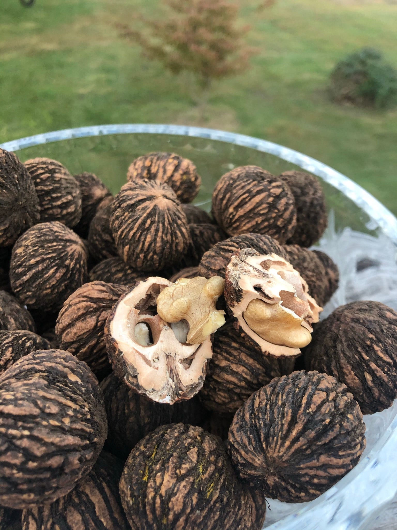 Nueces negras en la cáscara comida orgánica y artesanías | Etsy