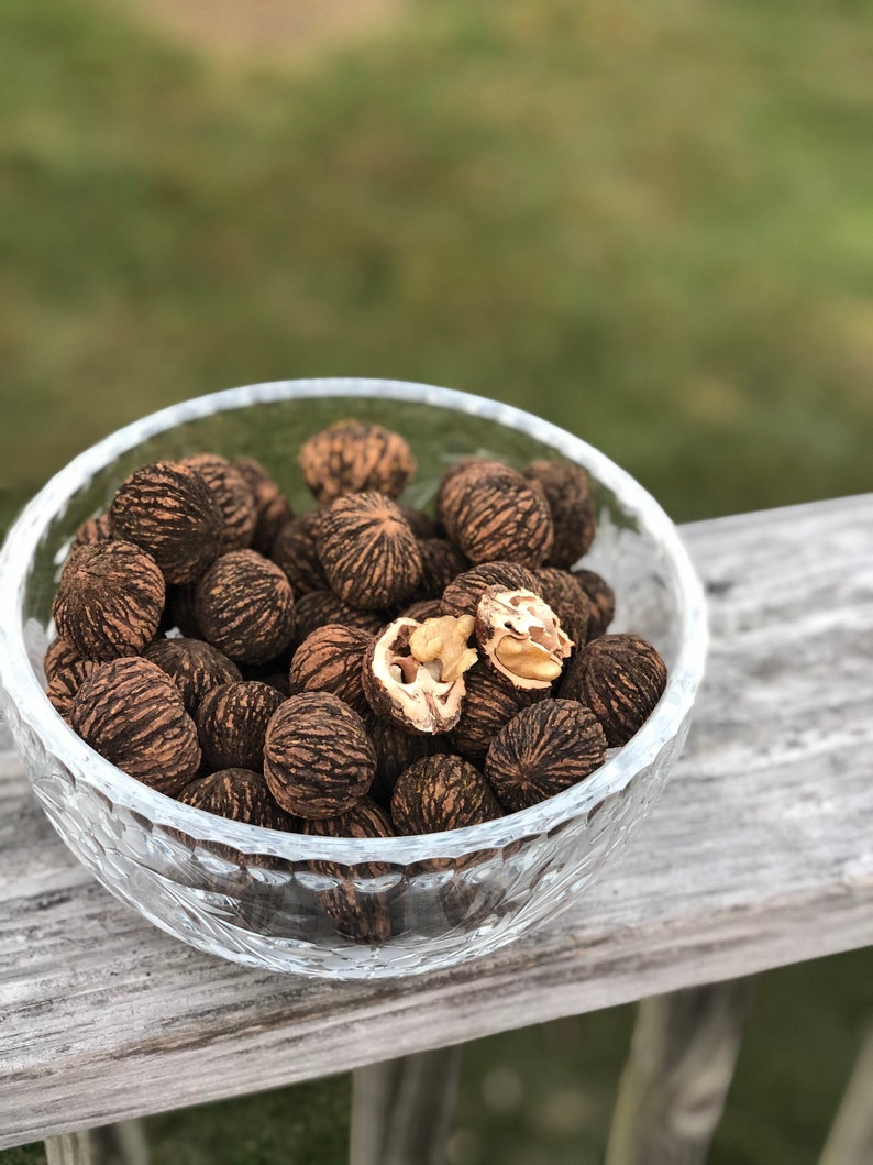 Black Walnuts in the Shell organic food and crafts Fresh Etsy