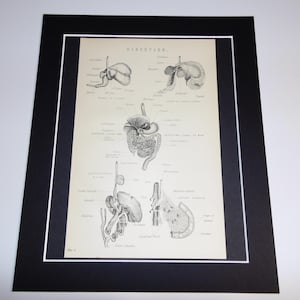 Digestión - Placa victoriana original montada en un libro - Anatomía, imagen médica, macabra, década de 1890