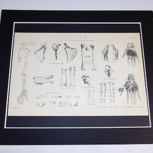 Brazo 2 - Anatomía humana - Placa victoriana original montada, imagen médica, esqueleto, década de 1890