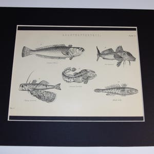 May include: A black and white illustration of five different types of fish. The fish are labeled with their scientific names and common names. The illustration is from a book titled "Agonopterys II."