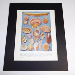 Könnte beinhalten: Eine Sammlung von 18 verschiedenen Muscheln, darunter eine Jakobsmuschel, eine Conch und eine Venusmuschel. Die Muscheln sind in einem Raster auf blauem Hintergrund angeordnet. Das Bild stammt aus einem alten Buch und enthält den Text "A Collection of British Shells".