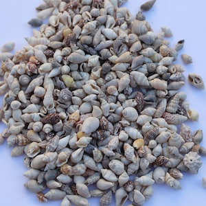 May include: A large pile of small, white seashells of various shapes and sizes. The shells are mostly white with some brown and beige accents.