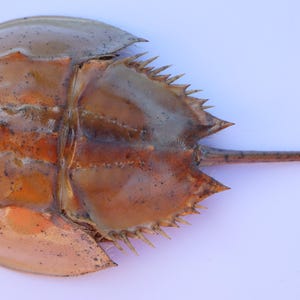 1 PC Dried Molted Horseshoe crab shells 5-7 inches