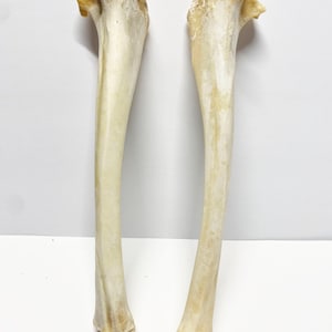 Deer Leg Bones 2 PC