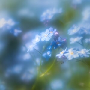 FORGET-ME-NOT は、ユニークな花の画像を集めたソフト ライト コレクションから選ばれた、美しいパステル カラーの 150 mm 四方の空白のグリーティング カードです。
