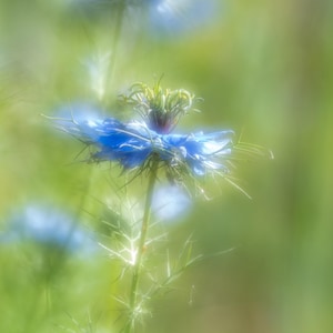 LOVE-IN-A-MIST, una tarjeta de felicitación en blanco cuadrada de 150 mm en hermosos colores pastel de la colección Soft Light de imágenes de flores únicas.