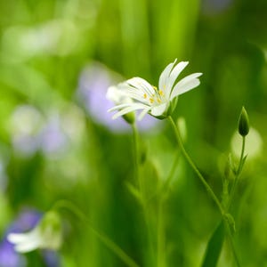 GROTER STITCHWORT, een vierkante blanco wenskaart van 150 mm met een prachtige boslentebloem.
