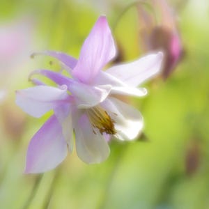 COLUMBINE, una tarjeta de felicitación en blanco cuadrada de 150 mm en hermosos colores pastel de la colección Soft Light de imágenes de flores únicas.