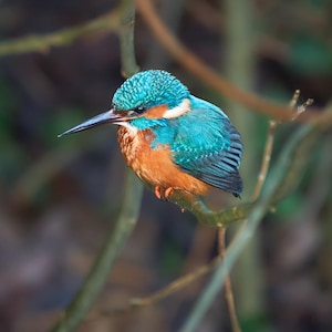 EISVOGEL: eine 150 mm große quadratische Grußkarte eines Eisvogels, beleuchtet vor einem dunklen Hintergrund.