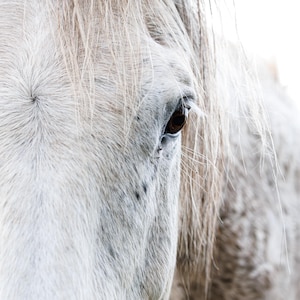 LE CHEVAL PÂLE : une carte de voeux vierge de 150 mm de côté représentant un beau cheval blanc en gros plan centré sur son oeil.