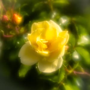 ROSA AMARILLA, una tarjeta de felicitación en blanco cuadrada de 150 mm en hermosos colores pastel de la colección Soft Light de imágenes de flores únicas.
