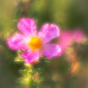 CISTUS, una tarjeta de felicitación en blanco cuadrada de 150 mm en hermosos colores pastel de la colección Soft Light de imágenes de flores únicas.