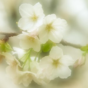 FLOR DE MANZANO, una tarjeta de felicitación en blanco cuadrada de 150 mm en hermosos colores pastel de la colección Soft Light de imágenes de flores únicas.