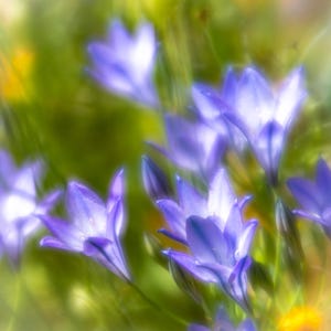 Triteleia, una tarjeta de felicitación en blanco cuadrada de 150 mm en hermosos colores pastel de la colección Soft Light de imágenes de flores únicas.