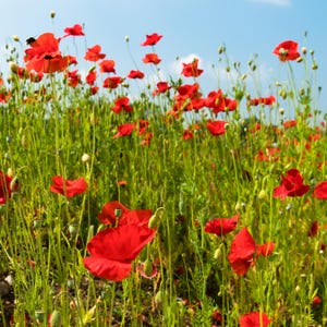 CHAMP DE COQUELICOTS, une carte de voeux vierge de beaux coquelicots rouges naturels dans une prairie de fleurs sauvages contre un ciel bleu.