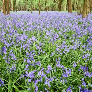 ENGLISH BLUEBELLS, een vierkante blanco wenskaart van 150 mm met een inheems Engels bos in de lente.
