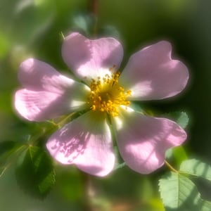 DOG ROSE, una tarjeta en blanco sin bordes de 150 mm de tamaño cuadrado en hermosos colores pastel de la colección Soft Light de imágenes de flores únicas.