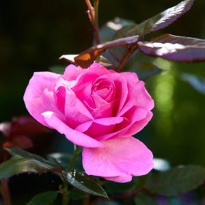 ROSE « Mum-in-a-Million », une carte de voeux vierge de 150 mm de côté représentant une belle fleur de jardin célébrant la fête des mères