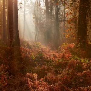 Otoño en el bosque, una tarjeta de felicitación en blanco, cuadrada, de 150 mm, de la luz del sol abriéndose paso a través de la niebla para iluminar los colores otoñales de un bosque.