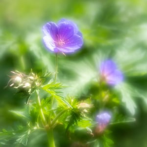 GERANIUM, een vierkante blanco wenskaart van 150 mm in prachtige pastelkleuren uit de Soft Light-collectie met unieke bloemenafbeeldingen.