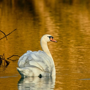 MUTE SWAN in Autumn Light : une carte de voeux vierge de 150 mm de côté représentant un beau cygne avec les reflets dorés de l'automne sur l'eau.