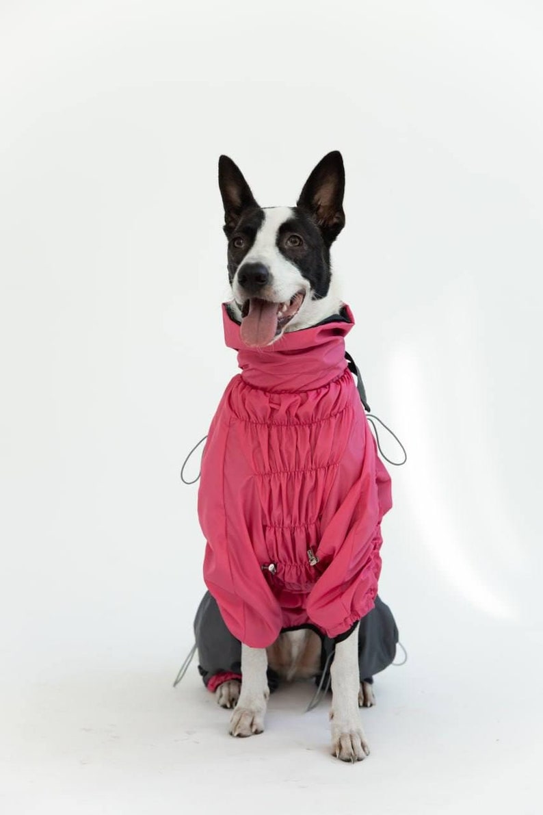 Puede incluir: Un perro con una chaqueta rosa brillante con cuello alto y detalles de cord&oacute;n. El perro tiene marcas en blanco y negro y est&aacute; sentado sobre un fondo blanco. La chaqueta parece estar hecha de un material resistente al agua.