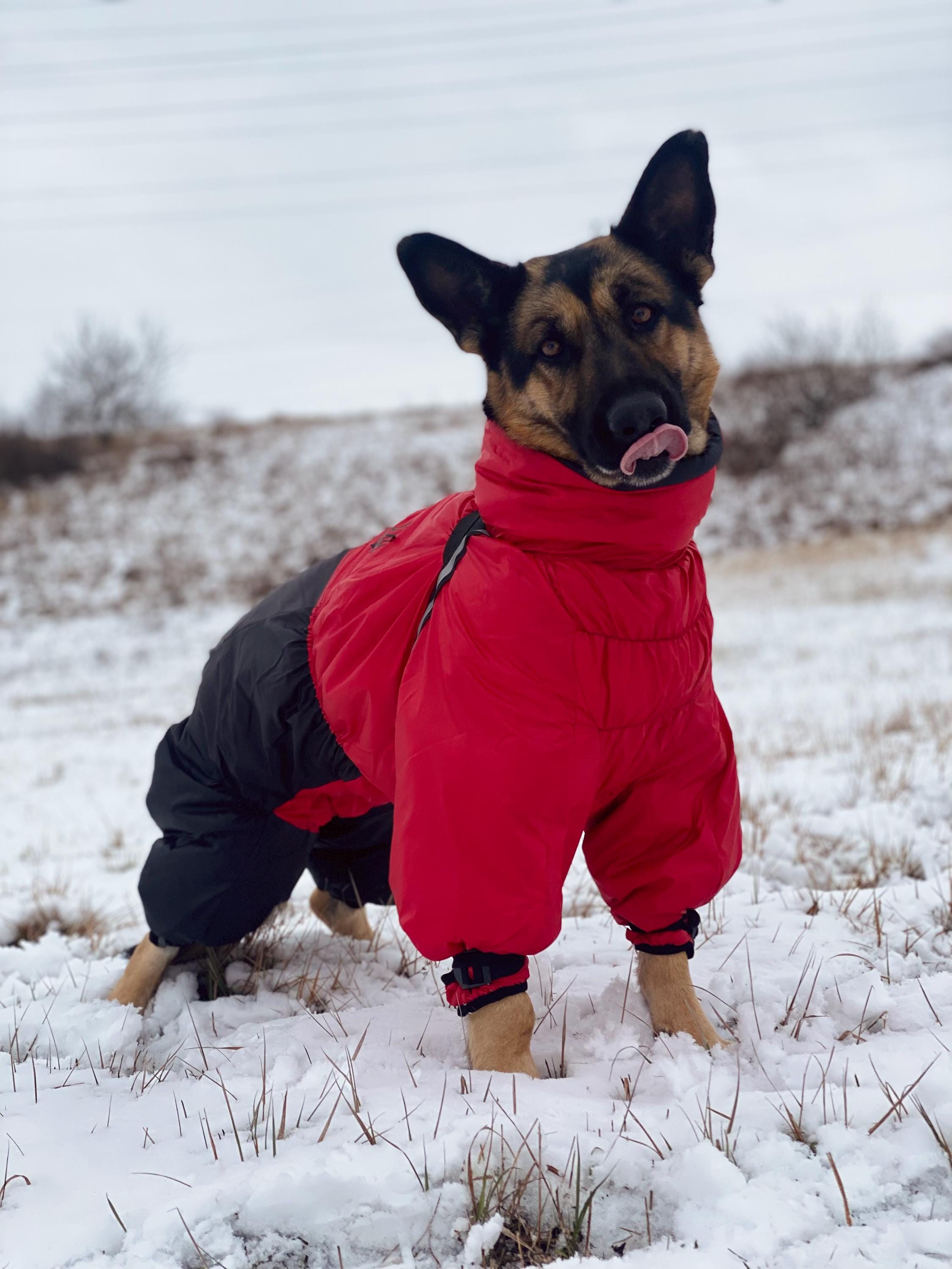 Matching Halloween Costumes For Couple And Dog Matching Dog And