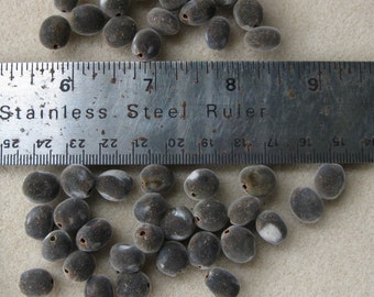 1,000 Hawaii Grown Mgambo Seeds Majidea zanquebarica