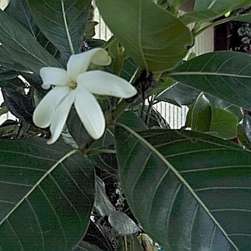 Tahitian Gardenia (Tiare) seeds (20) - gardenia taitensis